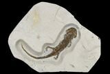 Miocene, Fossil Salamander (Chelotriton) - Bosnia #113311-1